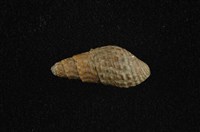 藏品(瘤蜷)的圖片